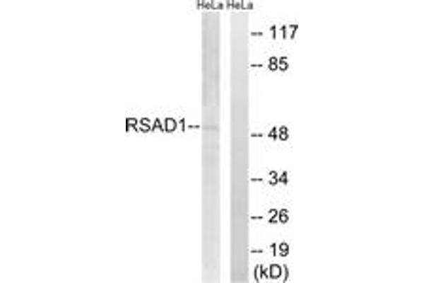 RSAD1 抗体  (AA 298-347)