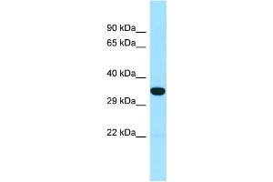Image no. 1 for anti-Sorting Nexin 15 (SNX15) (N-Term) antibody (ABIN2790379)