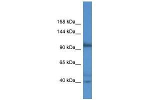 Image no. 1 for anti-Actin Filament Associated Protein 1-Like 2 (AFAP1L2) (N-Term) antibody (ABIN926437)