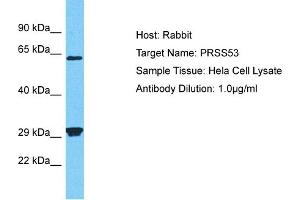 Image no. 1 for anti-Protease, Serine, 53 (PRSS53) (N-Term) antibody (ABIN2791883)
