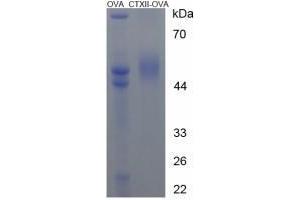 Image no. 1 for Cross Linked C-Telopeptide of Type II Collagen (CTX-II) peptide (Ovalbumin) (ABIN5666107)