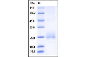 Image no. 1 for CD160 (CD160) (AA 1-158) (Active) protein (His tag) (ABIN2005099)