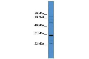 Image no. 1 for anti-Gap Junction Protein, gamma 3, 30.2kDa (GJc3) (Middle Region) antibody (ABIN927642)