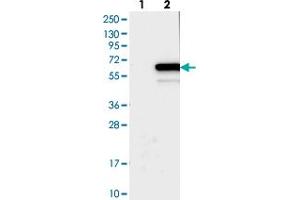 Image no. 2 for anti-TELO2 Interacting Protein 2 (TTI2) antibody (ABIN5590341)