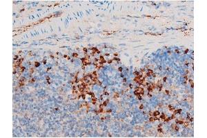 Image no. 9 for anti-Spleen tyrosine Kinase (SYK) (pTyr348) antibody (ABIN6255895)