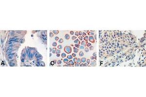 Image no. 3 for anti-Toll-Like Receptor 9 (TLR9) antibody (ABIN531988)