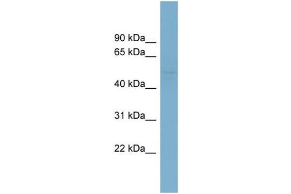 anti-SET and MYND Domain Containing 2a (SMYD2A) (N-Term) antibody