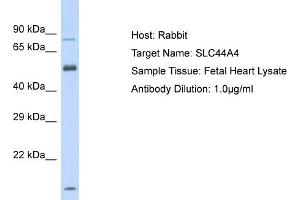 Image no. 1 for anti-Solute Carrier Family 44, Member 4 (SLC44A4) (Middle Region) antibody (ABIN2775534)
