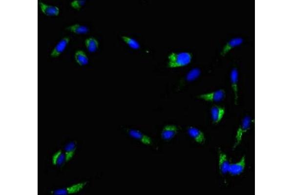 MAL antibody  (AA 1-84)