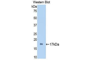 Image no. 1 for anti-Sirtuin 7 (SIRT7) (AA 135-274) antibody (ABIN1176405)