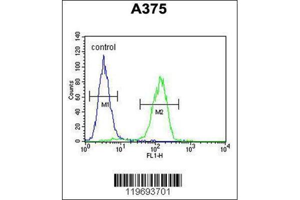 anti-Actin-Related Protein 2 (ACTR2) (AA 323-352), (C-Term) antibody
