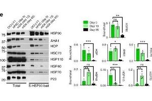 Image no. 1 for anti-Heat Shock 70kDa Protein 4 (HSPA4) antibody (ABIN863194)