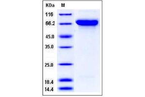 Image no. 1 for Sema Domain, Immunoglobulin Domain (Ig), Transmembrane Domain (TM) and Short Cytoplasmic Domain, (Semaphorin) 4A (Sema4a) (AA 1-683), (Extracellular Domain) (Active) protein (His tag) (ABIN2004762)