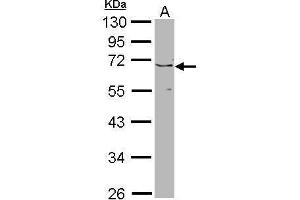 Image no. 1 for anti-Jumonji Domain Containing 6 (JMJD6) (Center) antibody (ABIN2856774)