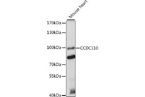 CCDC110 anticorps  (AA 1-300)