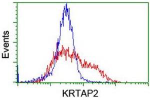 Image no. 3 for anti-Keratin Associated Protein 2-4 (KRTAP2-4) (AA 1-128) antibody (ABIN1490568)