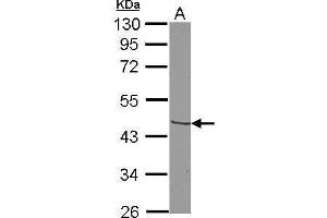 WB Image Sample (30 ug of whole cell lysate) A: K562 10% SDS PAGE antibody diluted at 1:1000