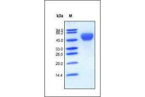 Image no. 1 for Bone Morphogenetic Protein Receptor 1A (BMPR1A) (AA 24-152) protein (Fc Tag) (ABIN2180583)