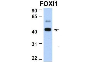 Image no. 2 for anti-Forkhead Box I1 (FOXI1) (N-Term) antibody (ABIN2780863)
