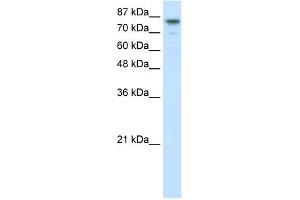 Image no. 1 for anti-Helicase-Like Transcription Factor (HLTF) (N-Term) antibody (ABIN2775846)