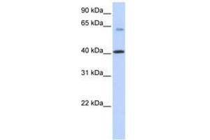 Image no. 1 for anti-Transmembrane Protein 195 (TMEM195) (N-Term) antibody (ABIN6740877)