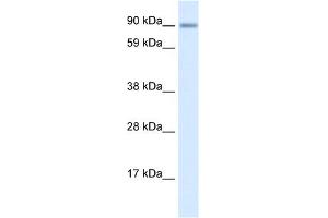 Image no. 1 for anti-Zinc Finger Protein 537 (ZNF537) (Middle Region) antibody (ABIN2777681)
