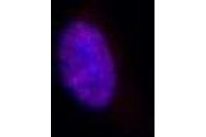 Immunofluorescence (IF) image for anti-Lysine (K)-Specific Demethylase 5A (KDM5A) (AA 1416-1434) antibody (ABIN3201015)