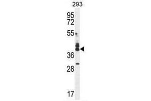 CUZD1 antibody  (C-Term)