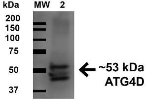 Image no. 2 for anti-Autophagy related 4D Cysteine Peptidase (ATG4D) (AA 98-108) antibody (ABIN5066065)