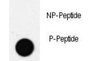 Image no. 1 for anti-Pancreatic and Duodenal Homeobox 1 (PDX1) (pThr11) antibody (ABIN3032148)