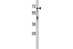 Image no. 2 for anti-Mitogen-Activated Protein Kinase 4 (MAPK4) (AA 72-101) antibody (ABIN3028845)