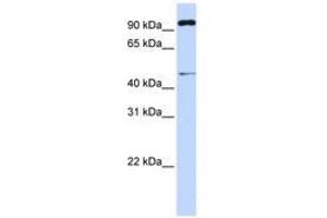 Image no. 1 for anti-Tripartite Motif Containing 15 (TRIM15) (AA 288-337) antibody (ABIN6741427)