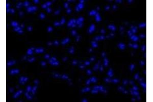 Image no. 14 for anti-Immunoglobulin Superfamily, Member 8 (IGSF8) (full length) antibody (ABIN2452036)