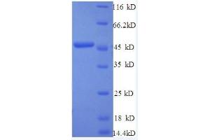 Image no. 1 for Interferon, beta 1, Fibroblast (IFNB1) (AA 22-187), (full length) protein (GST tag) (ABIN1047212)