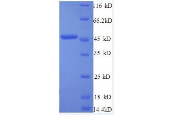 Interferon, beta 1, Fibroblast (IFNB1) (AA 22-187), (full length) protein (GST tag)