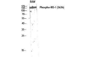 Image no. 1 for anti-Insulin Receptor Substrate 1 (IRS1) (pSer636) antibody (ABIN3182047)