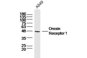 Image no. 1 for anti-Hypocretin (Orexin) Receptor 1 (HCRTR1) (AA 101-200) antibody (ABIN5675532)