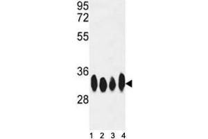 Image no. 3 for anti-ELAV (Embryonic Lethal, Abnormal Vision, Drosophila)-Like 1 (Hu Antigen R) (ELAVL1) antibody (ABIN3028633)