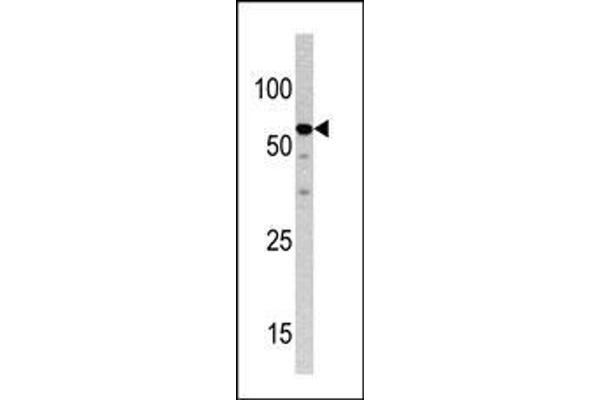 NCAPH2 Antikörper  (N-Term)