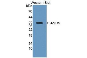 anti-Contactin Associated Protein 1 (CNTNAP1) (AA 673-918) antibody