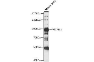 Image no. 1 for anti-MICAL-Like 1 (MICALL1) antibody (ABIN6293370)