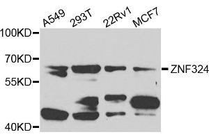 Image no. 1 for anti-Zinc Finger Protein 324 (ZNF324) antibody (ABIN2737840)