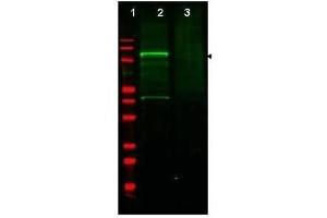 Western blot using  Affinity Purified anti-GGA3 antibody shows detection of a band at ~110 kDa corresponding to GFP-GGA3 fusion protein present in a lysate of HEK293 cells over- expressing the recombinant protein (lane 2, arrowhead).