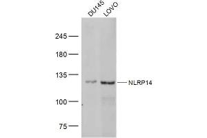 Image no. 1 for anti-NLR Family, Pyrin Domain Containing 14 (NLRP14) (AA 81-180) antibody (ABIN5675496)
