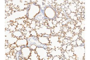 Image no. 1 for anti-Surfactant Protein D (SFTPD) (AA 1-374) antibody (ABIN2000563)