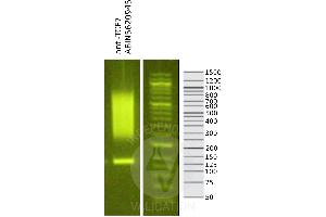 Image no. 1 for anti-Transcription Factor 7 (T-Cell Specific, HMG-Box) (TCF7) (N-Term) antibody (ABIN5620945)