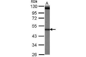 WB Image Sample (30 ug of whole cell lysate) A: NIH-3T3 10% SDS PAGE antibody diluted at 1:1000
