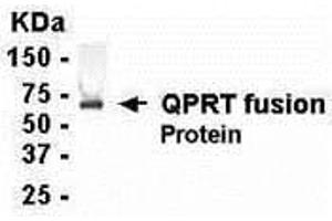 Image no. 1 for anti-Quinolinate Phosphoribosyltransferase (QPRT) (AA 123-237) antibody (ABIN2468103)