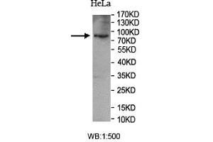Image no. 1 for anti-Sad1 and UNC84 Domain Containing 1 (SUN1) (AA 22-173) antibody (ABIN5922713)