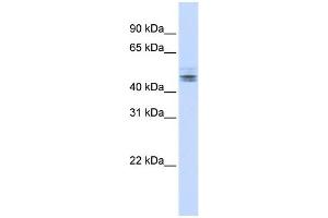 Image no. 1 for anti-RD RNA Binding Protein (RDBP) (N-Term) antibody (ABIN2778822)